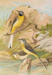 Motacilla boarula - Johann Friedrich Naumann — näkymä teoksesta