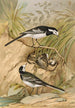 Motacilla lugubris Temm - Johann Friedrich Naumann — näkymä teoksesta