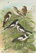 Muscicapa atricapill Muscicapa collaris semitorquata Muscicapa collaris Bechst - Johann Friedrich Naumann — näkymä teoksesta