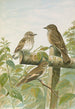 Muscicapa grisola Muscicapa atricapilla - Johann Friedrich Naumann — näkymä teoksesta