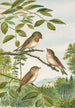 Muscicapa parva Bechst - Johann Friedrich Naumann — näkymä teoksesta