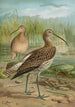 Numenius arcuatus - Johann Friedrich Naumann — näkymä teoksesta