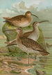 Numenius phaeopus Numenius tenuirostris Vieill - Johann Friedrich Naumann — näkymä teoksesta