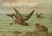 Oceanodroma leucorrhoa Vieill - haaralokki - Johann Friedrich Naumann — näkymä teoksesta