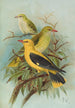 Oriolus oriolus - Johann Friedrich Naumann — näkymä teoksesta