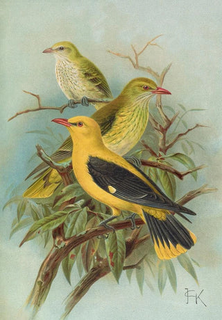 Johann Friedrich Naumann - Oriolus oriolus.webp