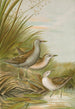 Ortygometra parva - Johann Friedrich Naumann — näkymä teoksesta