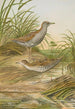 Ortygometra pusilla - Johann Friedrich Naumann — näkymä teoksesta