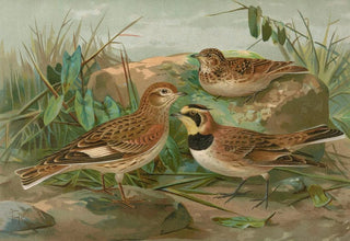 Johann Friedrich Naumann - Otocorys alpestris L Melanocorypha sibirica.webp