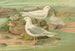 Pagophila eburnea, Phipps, Larus leucopterus, Faber - Johann Friedrich Naumann — näkymä teoksesta