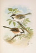 Parus cinctus Parus lugubris - Johann Friedrich Naumann — näkymä teoksesta