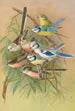 Parus coeruleus Aegithalus caudatus caudatus vagans caudatus Irbyi Parus cyanus Pall - Johann Friedrich Naumann — näkymä teoksesta