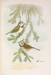 Parus cristatus - Johann Friedrich Naumann — näkymä teoksesta