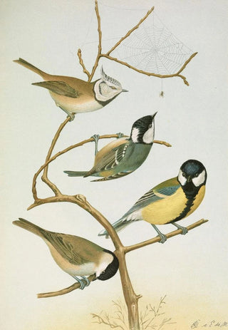 Johann Friedrich Naumann - Parus mitratus Parus ater Parus major Parus subpalustris Brm.webp