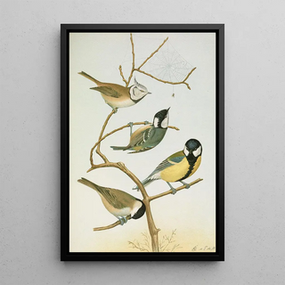 Johann Friedrich Naumann - Parus mitratus Parus ater Parus major Parus subpalustris Brm.webp