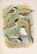 Parus salicarius montanus borealis Liljeborg Dresseri meridionalis Liljeborg - Johann Friedrich Naumann — näkymä teoksesta
