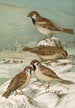 Passer domesticus Passer montanus - Johann Friedrich Naumann — näkymä teoksesta