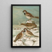 Passer domesticus Passer montanus - Johann Friedrich Naumann — kehystetty taideteos seinällä