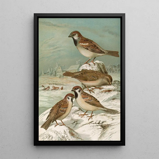 Johann Friedrich Naumann - Passer domesticus Passer montanus.webp