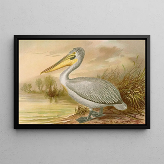 Johann Friedrich Naumann - Pelecanus crispus.webp