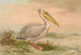 Pelikaaninvalkoinen maalaus - Johann Friedrich Naumann — näkymä teoksesta