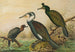 Johann Friedrich Naumannin Phalacrocorax carbo, Phalacrocorax graculus, Phalacrocorax pygmaeus — näkymä teoksesta