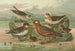 Phalaropus fulicarius Phalaropus lobatus - Johann Friedrich Naumann — näkymä teoksesta