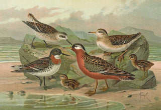 Johann Friedrich Naumann - Phalaropus fulicarius Phalaropus lobatus.webp