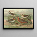 Phalaropus fulicarius Phalaropus lobatus - Johann Friedrich Naumann — kehystetty taideteos seinällä