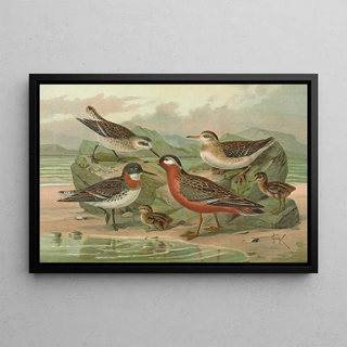 Johann Friedrich Naumann - Phalaropus fulicarius Phalaropus lobatus.webp