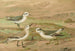 Johann Friedrich Naumannin Phalaropus fulicarius, Phalaropus lobatus, Calidris arenaria - Reproduktion — näkymä teoksesta