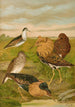 Philomachus pugnax - Johann Friedrich Naumann — näkymä teoksesta