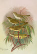 Phylloscopus Bonnellii coronatus trochilus sibilator - Johann Friedrich Naumann — näkymä teoksesta