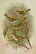Phylloscopus proregulus superciliosus rufus tristis Blyth - Johann Friedrich Naumann — näkymä teoksesta