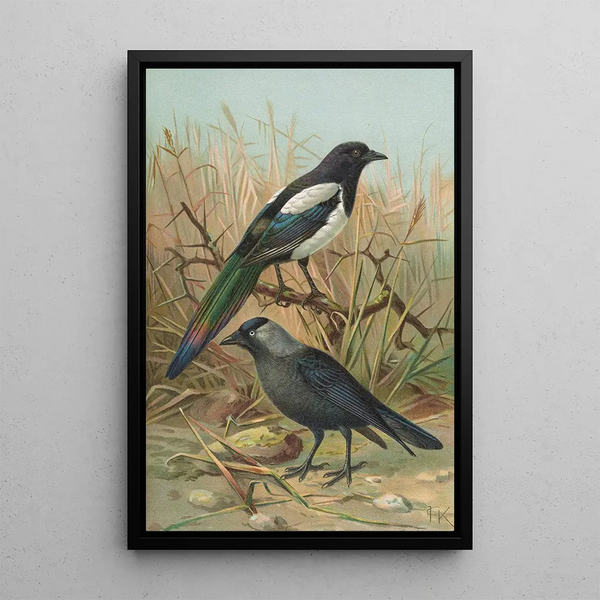 Johann Friedrich Naumann - Pica pica Lycus monedula.webp