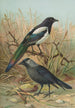 Pica pica Lycus monedula - Johann Friedrich Naumann — näkymä teoksesta