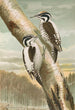 Picoides tridactylus - Johann Friedrich Naumann — näkymä teoksesta