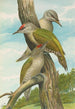 Picus canus - Johann Friedrich Naumann — näkymä teoksesta
