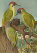 Picus viridis - Johann Friedrich Naumann — näkymä teoksesta