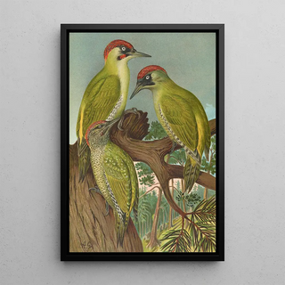 Johann Friedrich Naumann - Picus viridis.webp