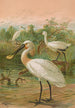 Platalea leucorodia - Johann Friedrich Naumann — näkymä teoksesta