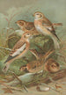 Plectrophenax nivalis Calcarius lapponicus - Johann Friedrich Naumann — näkymä teoksesta