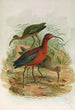 Plegadis falcinellus - Johann Friedrich Naumann — näkymä teoksesta
