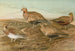 Johann Friedrich Naumann — näkymä teoksesta