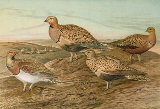 Johann Friedrich Naumann - Pterocles arenarius Pterocles alchata Pterocles exustus Temm.webp