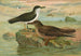 Puffinus puffinus Brunn Puffinus griseus - Johann Friedrich Naumann — näkymä teoksesta
