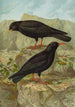 Pyrrhocorax pyrrhocorax Pyrrhocorax graculus - Johann Friedrich Naumann — näkymä teoksesta