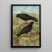 Pyrrhocorax pyrrhocorax Pyrrhocorax graculus - Johann Friedrich Naumann — kehystetty taideteos seinällä