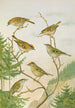 Regulus ignicapillus Regulus regulus - Johann Friedrich Naumann — näkymä teoksesta
