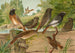 Johann Friedrich Naumannin Ruticilla-tiaisesta Ruticilla phoenicurus - Maalaus — näkymä teoksesta